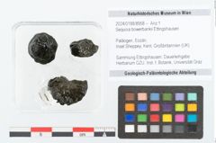 Foto (Objekt + Etikett) von Sequoia bowerbankii Ettingshausen (NHMW-GEO-2024-0188-8958)